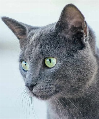 Grey Cat Gift